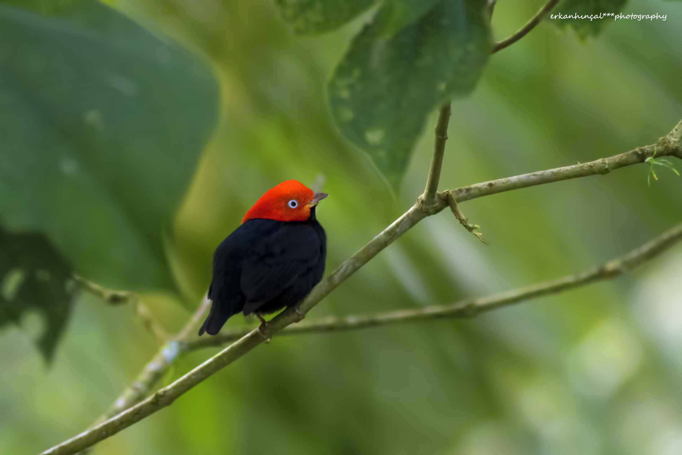 Red-capped Manakin